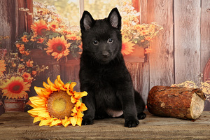 Schipperke (3 foto no 4)