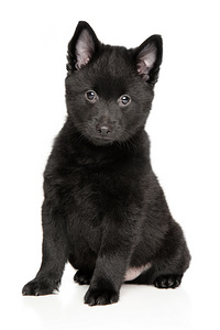 Schipperke (4 foto no 4)