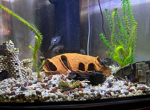 Akvaarum 150l (kasutamiseks valmis) (3 foto / 3)