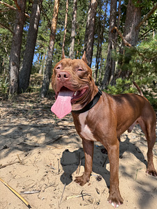 Ameerika pitbullterjer ootab pruuti (1 foto / 2)