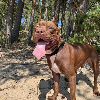 Ameerika pitbullterjer ootab pruuti