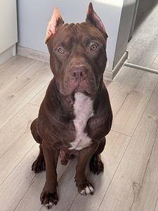 Ameerika pitbullterjer ootab pruuti (2 foto / 2)
