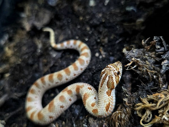 Hognose