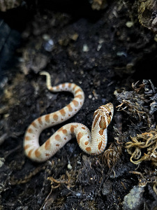 Hognose (1 фото из 1)
