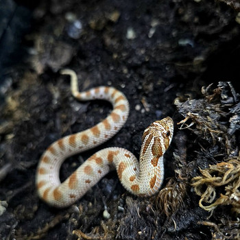 Hognose