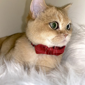 Chinchilla British penttu