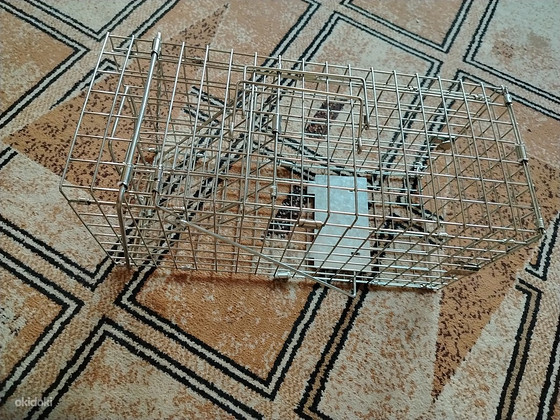 Кошка, собака, или другой домашний питомец