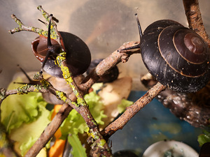 Tigud Pleurodont excellens (pleurodonte excellens) (3 foto / 8)