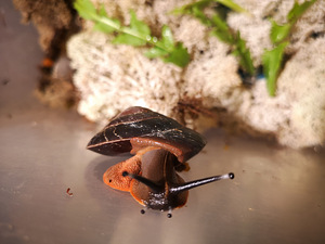 Tigud Pleurodont excellens (pleurodonte excellens) (2 foto / 8)