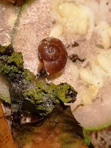 Tigud Pleurodont excellens (pleurodonte excellens) (8 foto / 8)