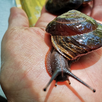 Tigud Pleurodont excellens (pleurodonte excellens)