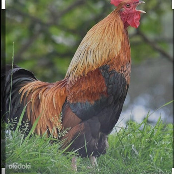 Աքլորներ