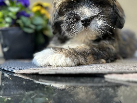 Lhasa Apso kucēns – ar ciltsrakstiem, tikai mīlošām mājām