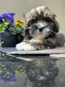 Lhasa Apso kucēns – ar ciltsrakstiem, tikai mīlošām mājām (1 foto no 4)