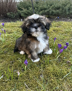 Lhasa Apso kucēns – ar ciltsrakstiem, tikai mīlošām mājām (2 foto no 4)