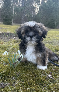 Lhasa Apso kucēns – ar ciltsrakstiem, tikai mīlošām mājām (3 foto no 4)