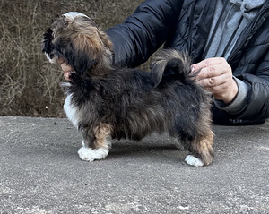 Lhasa Apso kucēns – ar ciltsrakstiem, tikai mīlošām mājām (4 foto no 4)