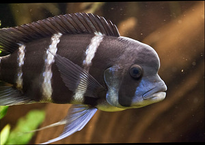 Cyphotilapia frontosa (2 foto / 2)