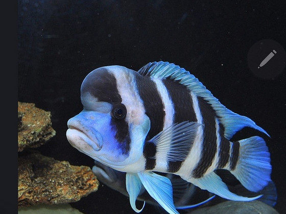 Cyphotilapia frontosa