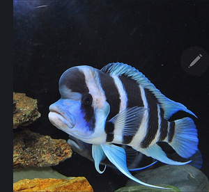 Cyphotilapia frontosa (1 foto / 2)