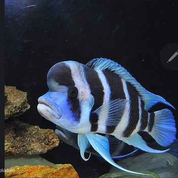 Cyphotilapia frontosa