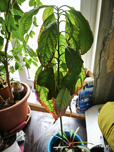 Avokaado (1 foto / 1)