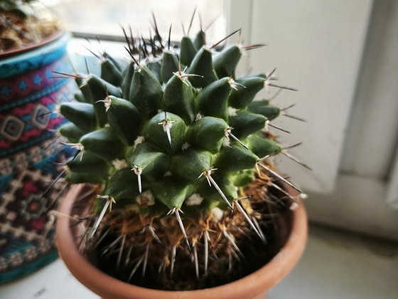 Kaktus