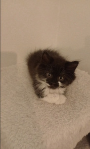 Maincoon/maatiaiskissa mix (1 valokuva sivusta 6)