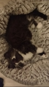 Maincoon/maatiaiskissa mix (2 valokuva sivusta 6)
