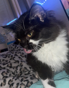 Maincoon/maatiaiskissa mix (4 valokuva sivusta 6)