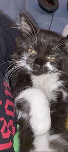 Maincoon/maatiaiskissa mix (5 valokuva sivusta 6)