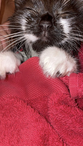 Maincoon/maatiaiskissa mix (6 valokuva sivusta 6)
