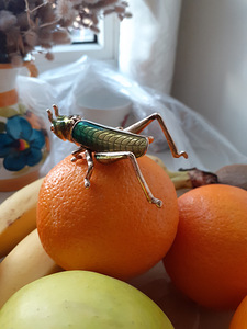 LOCUST HANDMADE САРАНЧА (1 фото из 9)