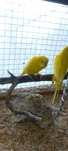 Попугаи Гигант, полукровки (1 фото из 3)
