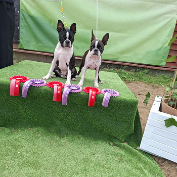 Bostoni terjeri kutsikad EKL/ FCI tõutunnistusega