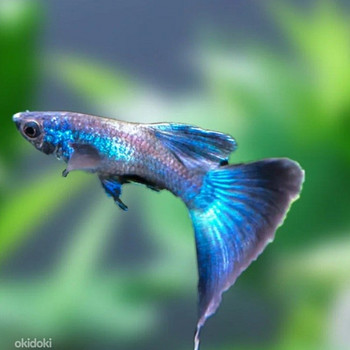 Blue Mocow guppi