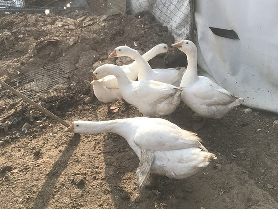 Լինդա սագեր