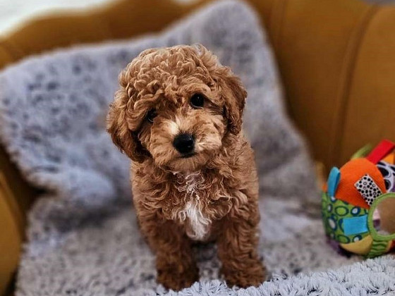 Maltipu kutsikad