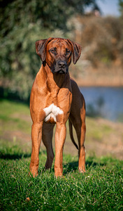 Rhodesian ridgeback (5 foto / 7)