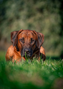 Rhodesian ridgeback (6 foto / 7)