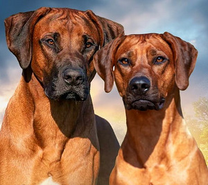 Rhodesian ridgeback (7 foto / 7)