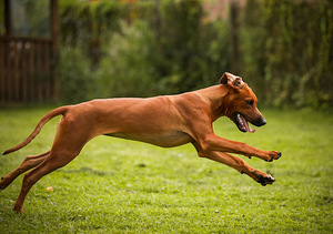 Rhodesian ridgeback (3 foto / 7)