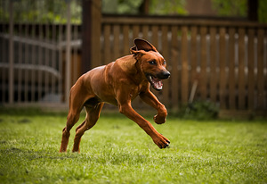 Rhodesian ridgeback (4 foto / 7)