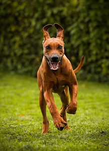 Rhodesian ridgeback (2 foto / 7)