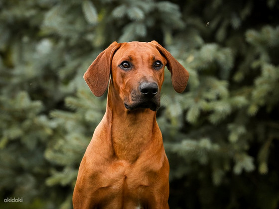 Rhodesian ridgeback