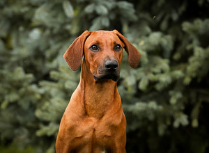 Rhodesian ridgeback (1 foto / 7)