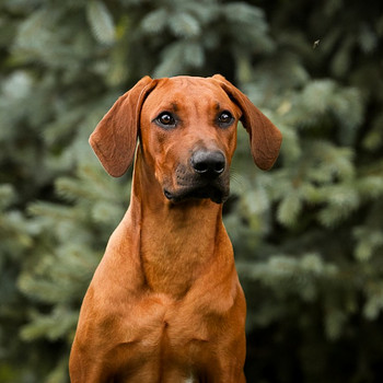 Rhodesian ridgeback