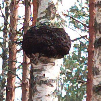 Chaga Kase seen!
