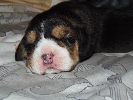 Beagle