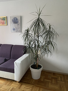 Lill potis (1 foto / 1)